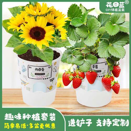 Fun Potted Plants for Kidsren Kindergarten Creative Gifts