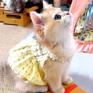 Pretty Small Cat Dress Summer Cute Small Dog Skirt Thin Yell