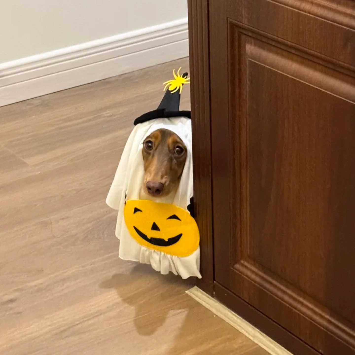 万圣节宠物服装狗狗猫咪cos搞怪衣南瓜幽灵宠物个性拍照变身装扮