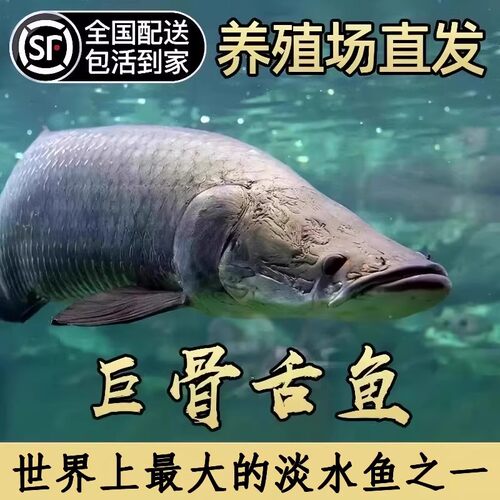 红尾巨骨舌鱼淡水猛鱼河流霸主