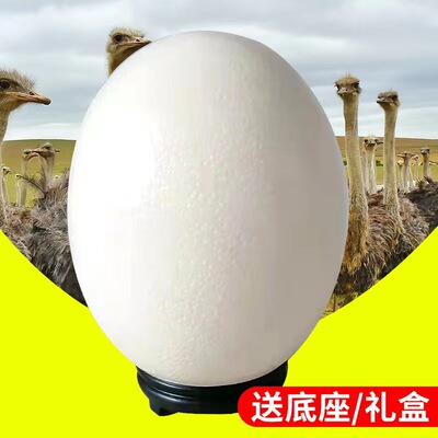 新鲜鸵鸟蛋非洲食用鸵鸟蛋中秋过节大量新鲜批发节日送礼