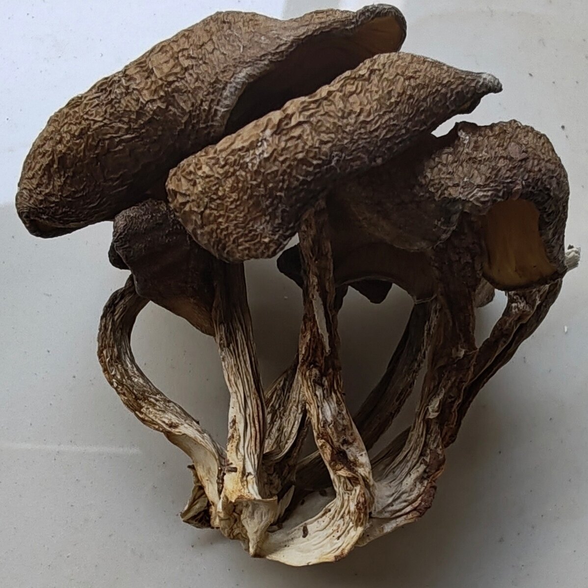 云南野生一窝菌干货梨窝鸡菌煲汤口感清脆滑糯无虫野生菌火锅爆炒