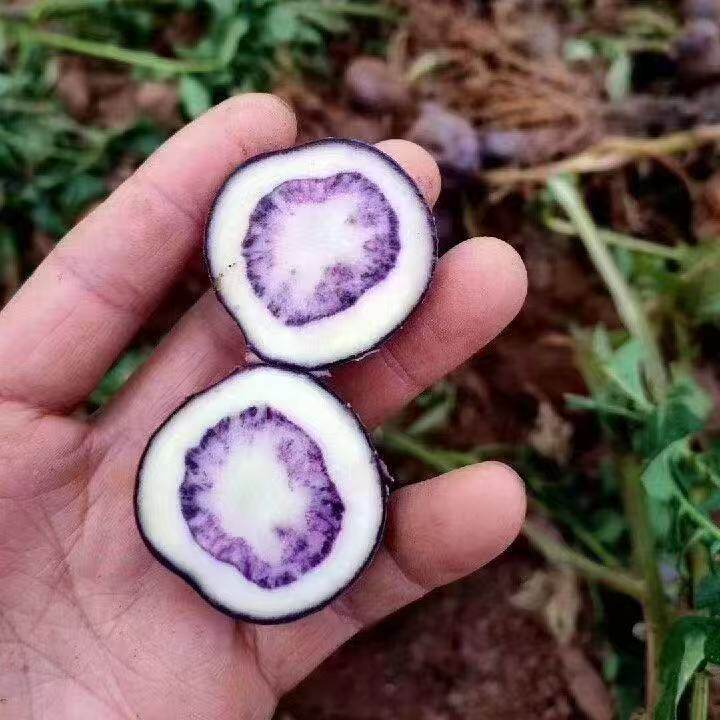 乌洋芋大凉山七彩紫土豆迷你马铃薯产地直销又粉又面老品种洋芋