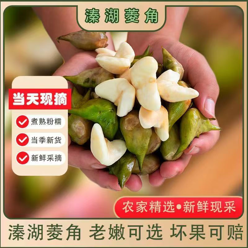 江苏溱湖菱角新鲜生菱角精品白菱菱角