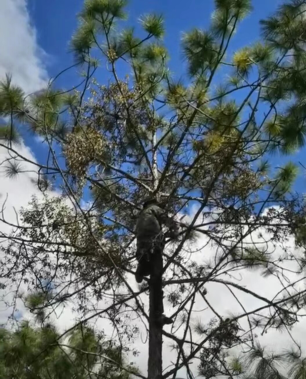 云南大山深处正宗纯天然松树寄生草寄生茶现采鲜品干品包邮