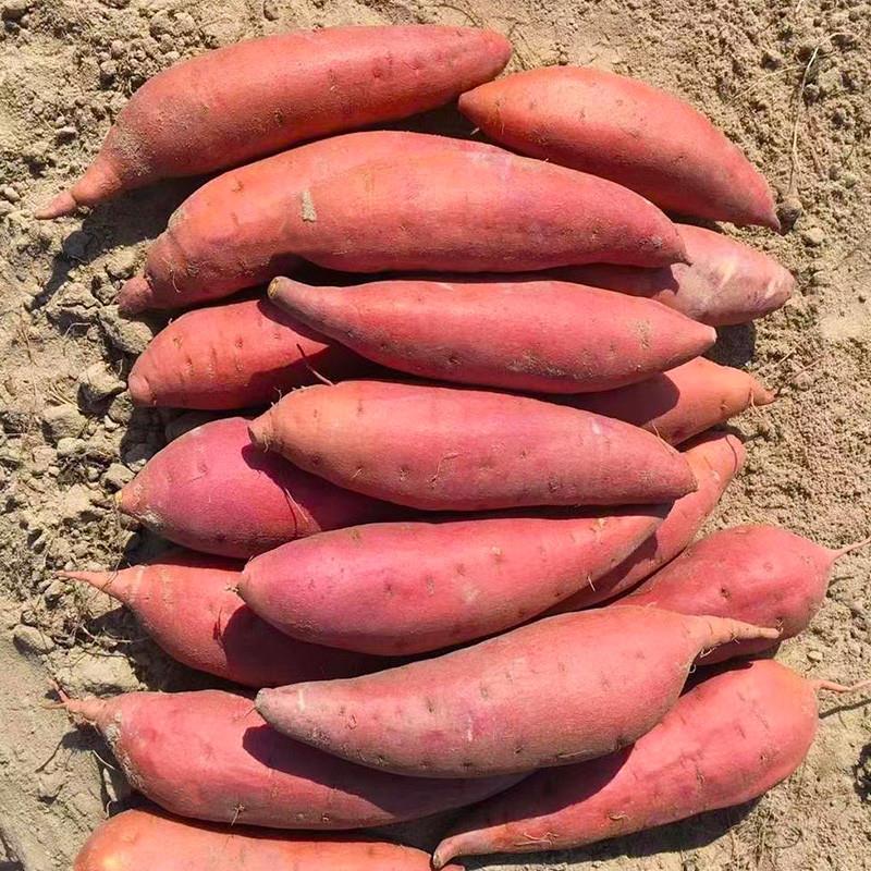 漳州六鳌红心蜜薯福建新鲜地瓜直发 富硒沙地红薯 5斤装蜜薯产地