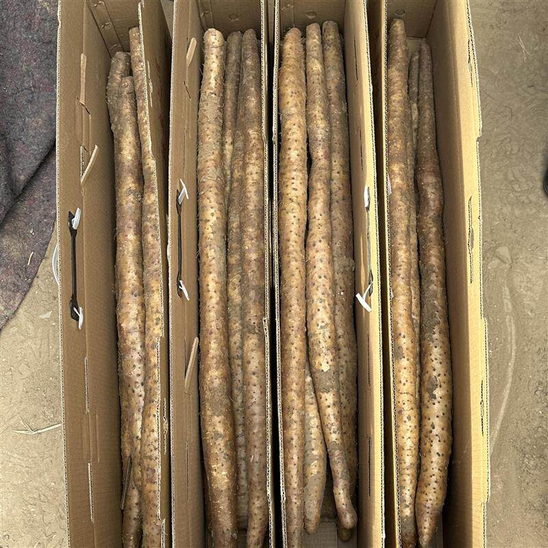 现刨现卖自家农产品正宗高品质山东邹平长山优质细毛山药送礼专用