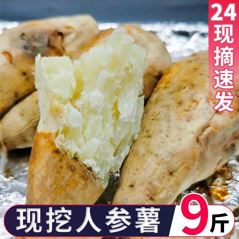河南现挖白心番薯牛奶地瓜 人参白皮薯新鲜直送 新鲜白薯红薯贩售