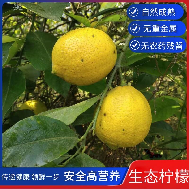 安岳特产有机黄柠檬新鲜皮薄汁多孕妇水果现摘5/10斤无打蜡野生