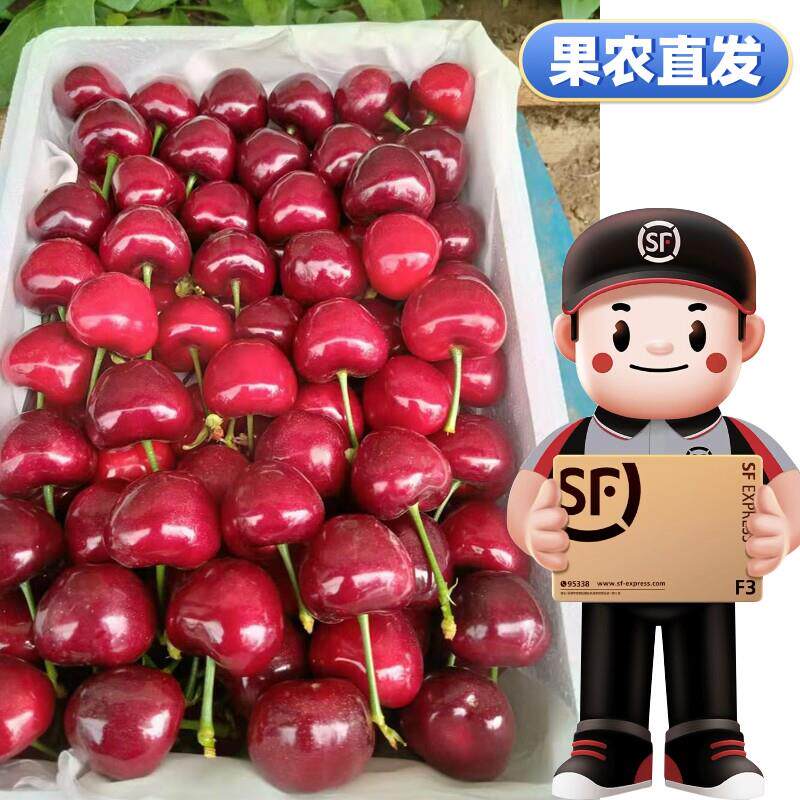 品种(美早)大樱桃果农一手直发当季樱桃新鲜水果顺丰包邮现摘现发