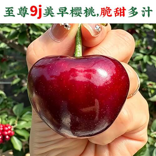 大连美早特大樱桃7j8j大樱桃新鲜水果现摘礼盒装