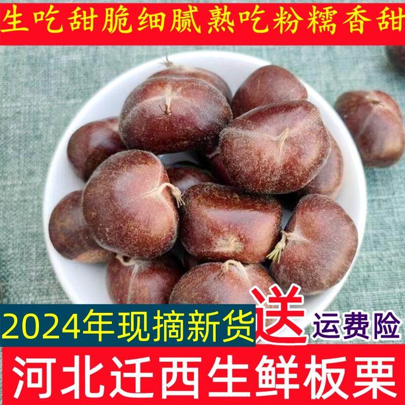 正宗迁西板栗生新鲜大栗河北野生栗子油栗子生鲜板栗结婚用