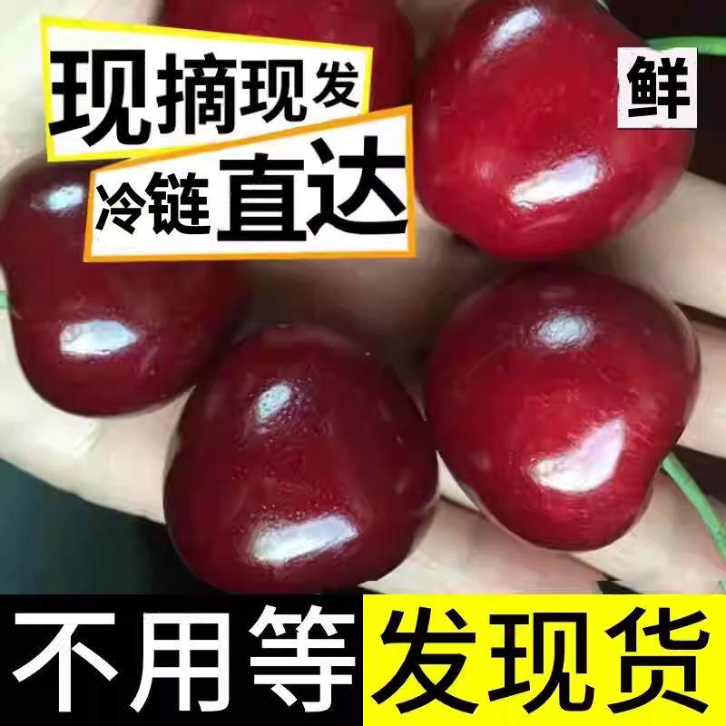 正宗山东烟台美早大樱桃新鲜整箱现摘现发国产车厘子孕妇水果樱珠
