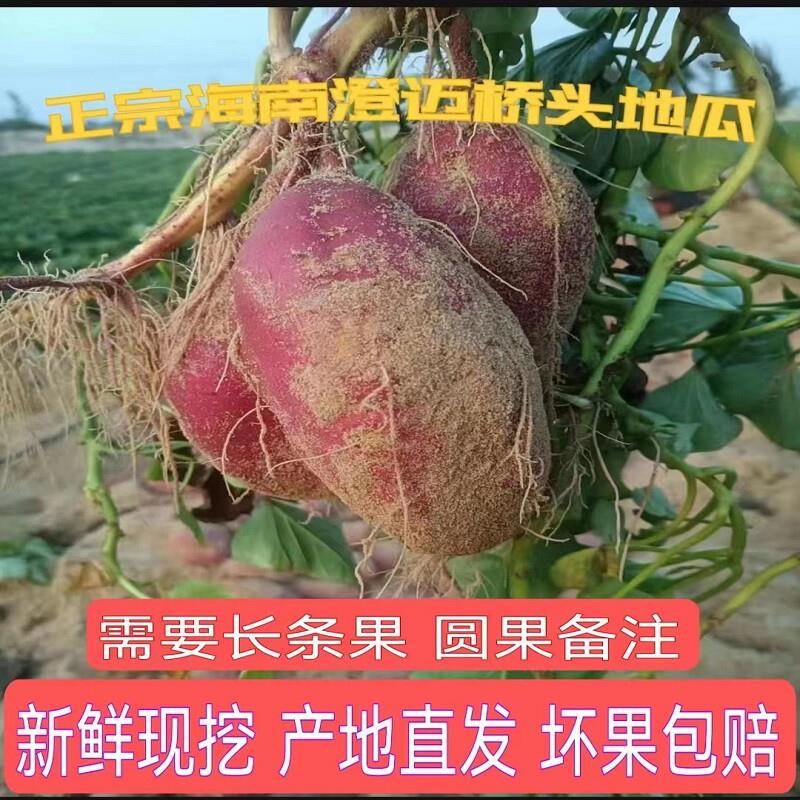 海南澄迈桥头富硒地瓜桥沙地瓜板栗薯番薯新鲜红薯山芋甘香薯10斤