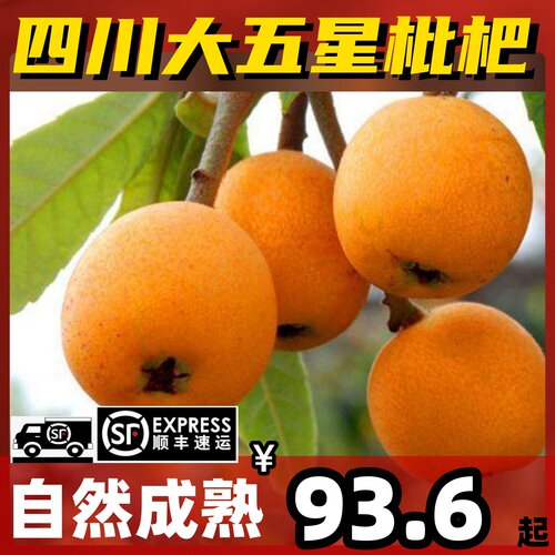 新鲜枇杷大五星自然熟孕妇水果