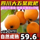 时令自然成熟非米易 顺丰四川大五星枇杷新鲜孕妇水果甜琵琶当季