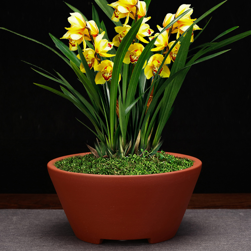 紫砂兰花盆大口径精品圆形老桩客厅桌面古典绿植金弹子竹子中国风