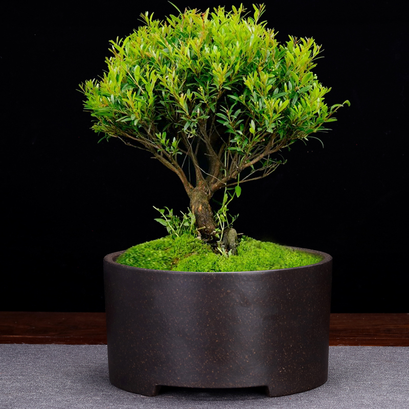 紫砂兰花盆中国风紫砂家用透气盆