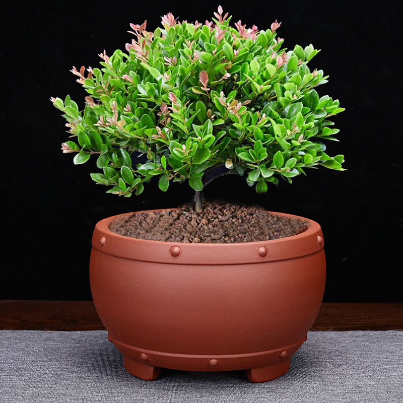 紫砂兰花盆仿古圆形兰草多肉老桩桌面竹子蝴蝶兰绿植盆景精品陶瓷