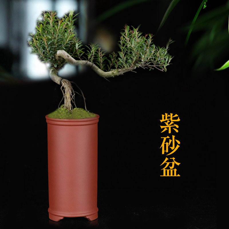 紫砂兰花盆客厅桌面古典盆景盆多肉悬崖文竹金弹子家用精品中国风