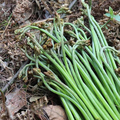 蕨菜新鲜贵州贵阳深山现采野生蕨菜下饭菜当季龙爪菜拳头菜现摘