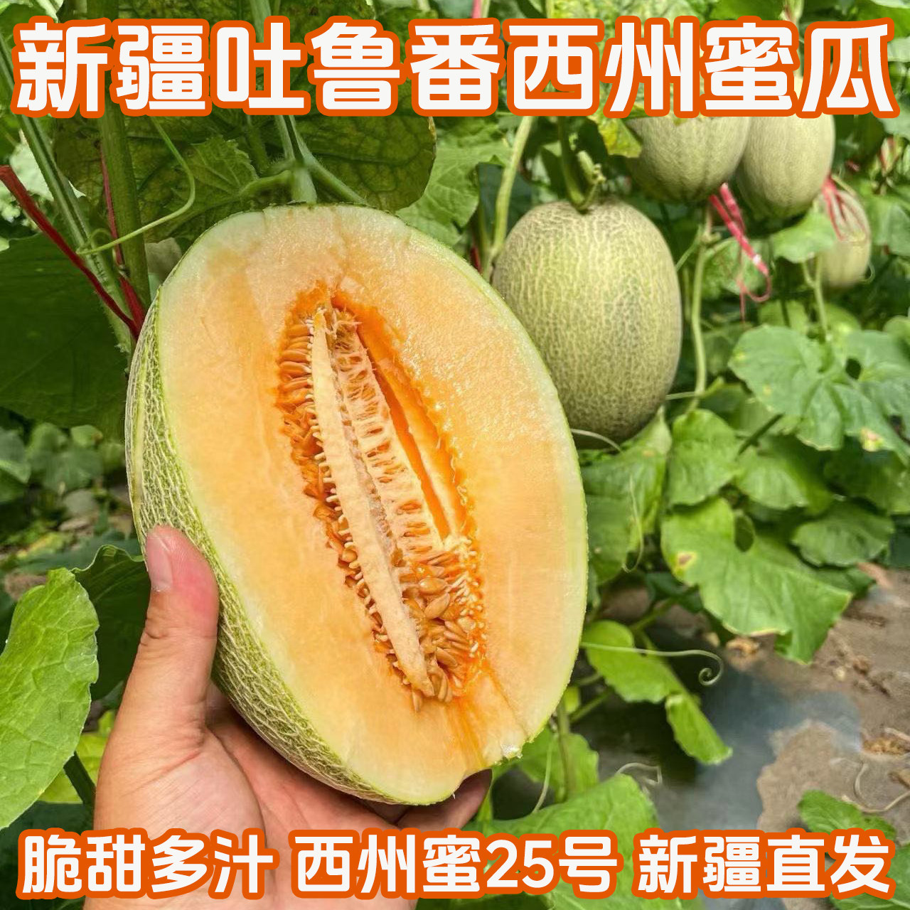 新疆吐鲁番西州蜜瓜火焰山蜜瓜西州蜜25号脆甜多汁香酥一藤一瓜