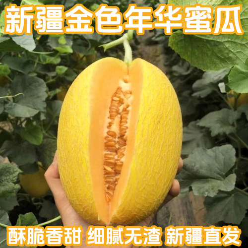 金色年华蜜瓜吐鲁番直发脆甜多汁