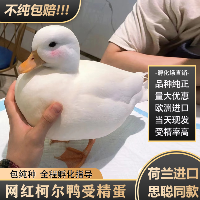 柯尔鸭受精蛋可孵化网红纯种柯尔鸭活体幼崽可达鸭种蛋宠物鸭苗