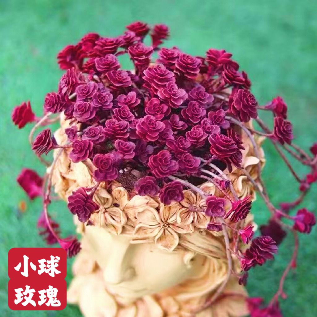 红色多肉小球玫瑰老桩多肉植物木质桩多头群生室内阳台办公室盆栽