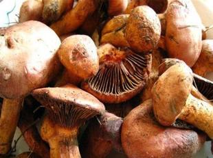 东北野生红蘑菇松树伞红松蘑小鸡炖蘑菇粗腿切新鲜速冻500克包邮