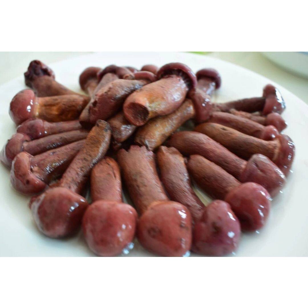 东北野生红蘑菇松树伞红松蘑小鸡炖蘑菇粗腿切新鲜速冻1000克包邮