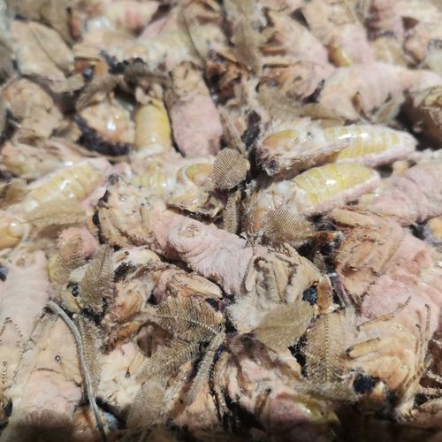 东北野生公蛾新鲜冷冻雄蚕蛾原蚕蛾可泡酒一份250克包邮