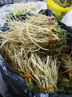 包邮东北新鲜现挖荠荠菜根洗干净带根 地菜根包邮荠菜炒土豆