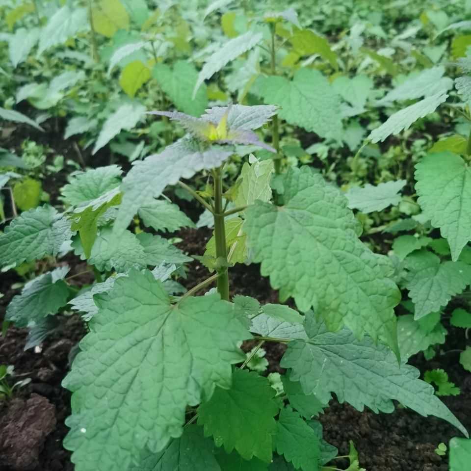 新鲜藿香叶新鲜猫把虎猫把蒿猫草凉拌捞面条炖鱼煮鱼鱼香叶500克