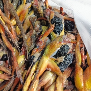 带籽母林蛙 正宗林蛙 去油林蛙 带籽蛤蟆包邮东北蛤蟆包邮