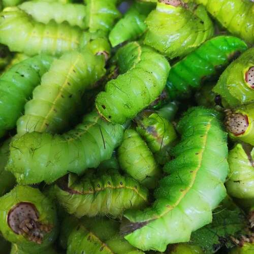 东北新鲜大青虫活蚕包邮蝉蛹