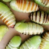 冻嫩茧蛹神仙糖宝薄茧蛹绿色茧蛹蚕茧薄皮柞蚕蛹东北神仙蛹