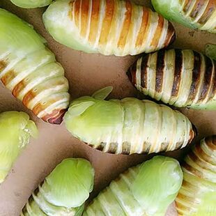 冻嫩茧蛹神仙糖宝薄茧蛹绿色茧蛹蚕茧薄皮柞蚕蛹东北神仙蛹