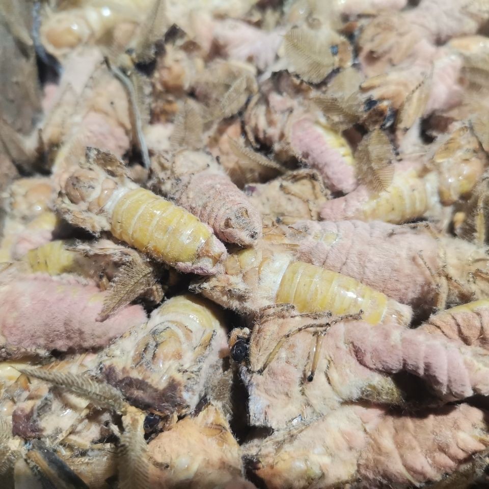 东北野生公蛾新鲜冷冻雄蚕蛾 原蚕蛾 可泡酒一份500g包邮