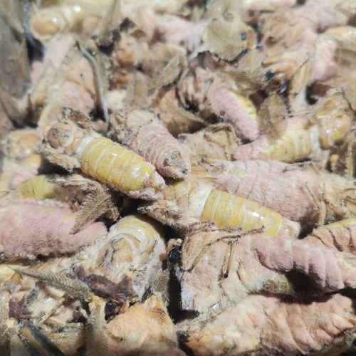 东北野生公蛾新鲜冷冻雄蚕蛾 原蚕蛾 可泡酒一份500g包邮