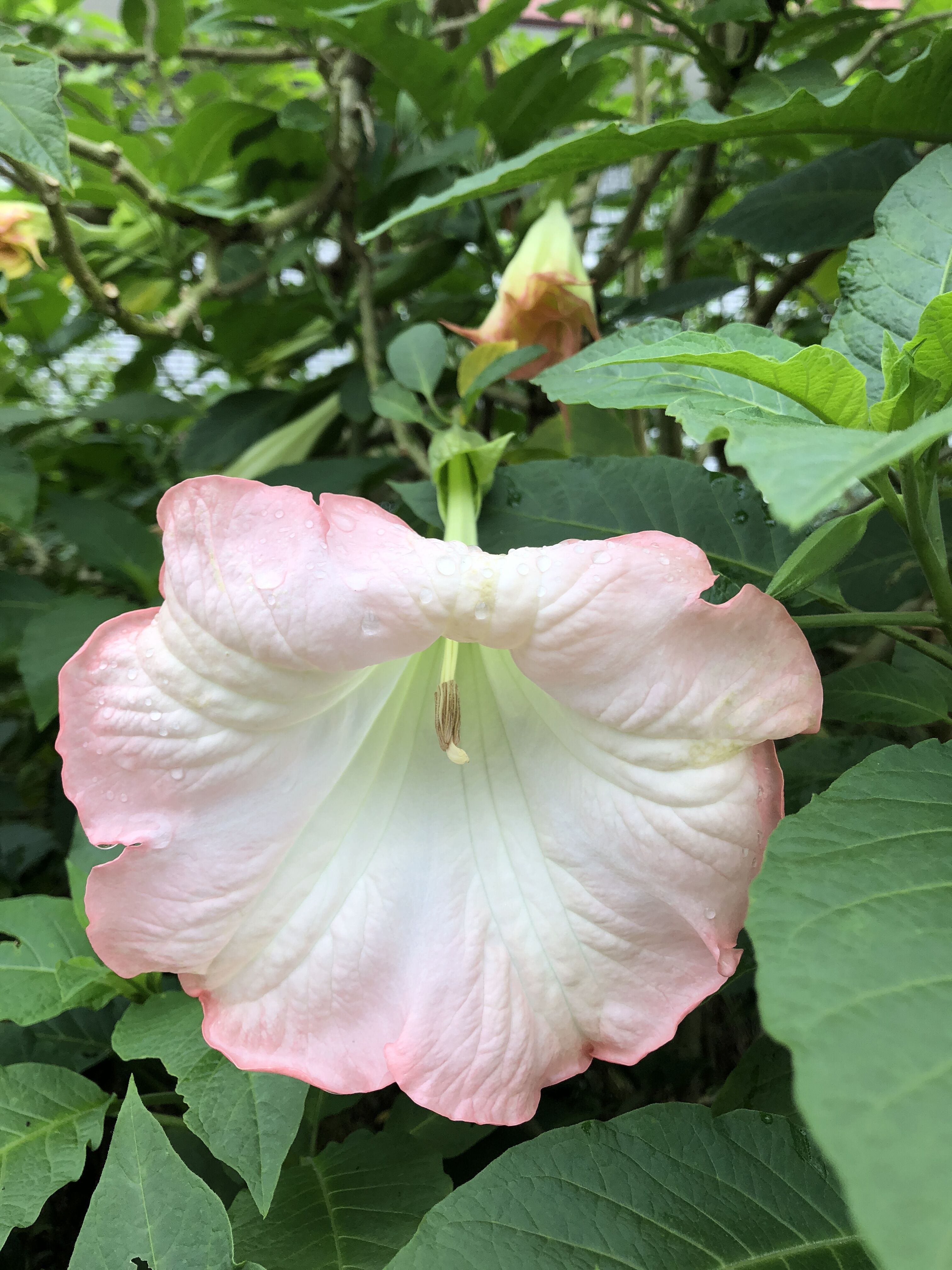 花妈妈苗圃曼陀罗四季植物室内阳台绿植好看的花草本花卉盆栽