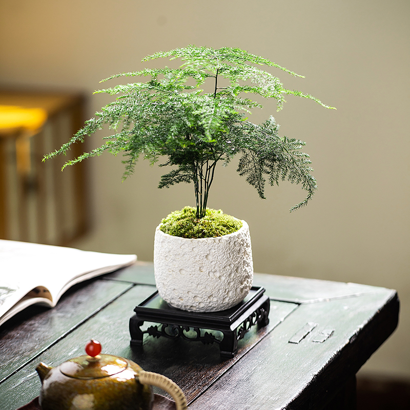 四季常青好养活办公室桌面绿植