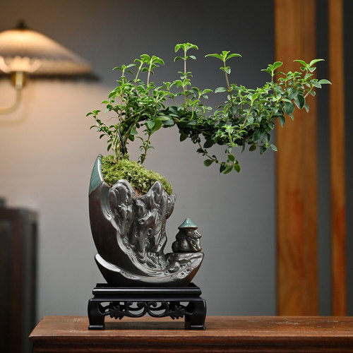 六月雪黄杨办公桌面禅意盆栽摆件