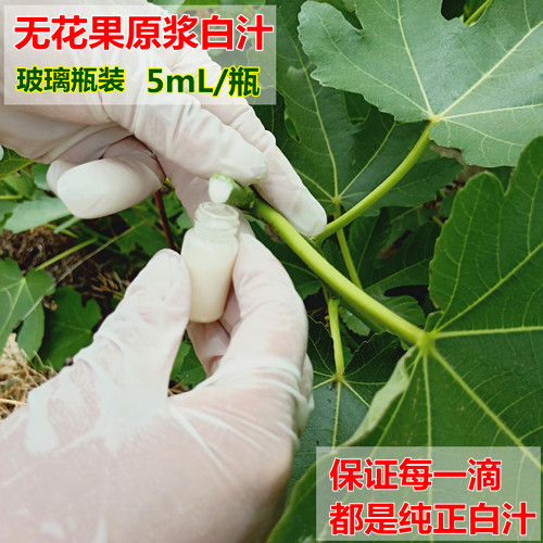 无花果白汁液原浆乳液新鲜白汁扁平尤猴子无花果叶子汁水叶5ml-封面