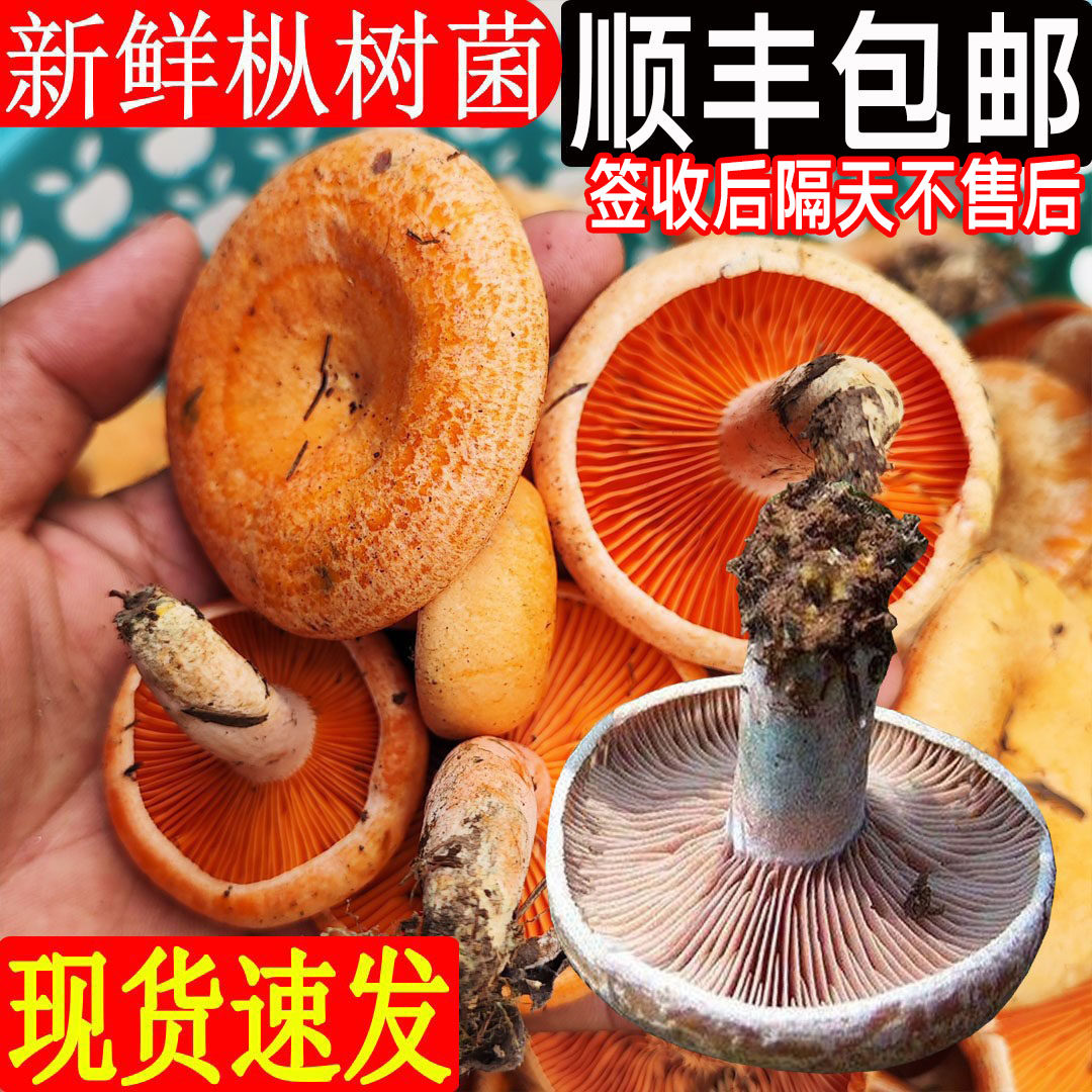 现货枞树菌新鲜顺丰谷熟菌重阳菌雁来菌蘑松寒菌黄乌乳松菌鸡琼穷