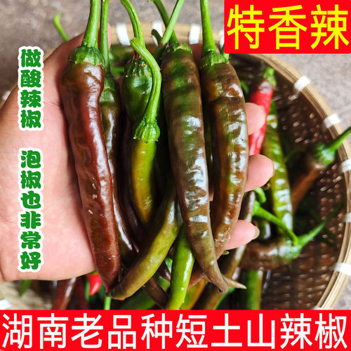 湖南青紫红老品种土山辣椒