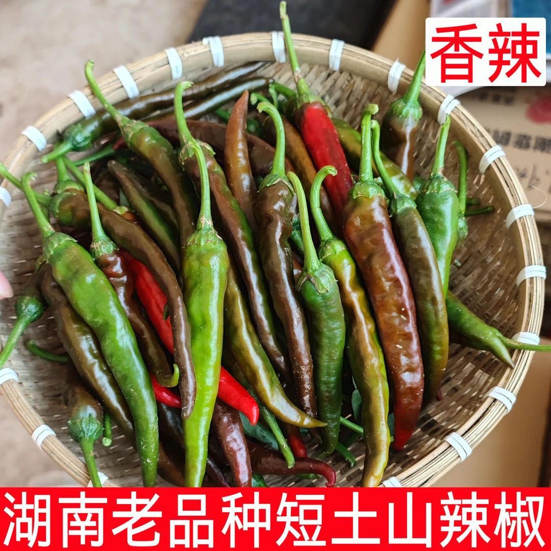 湖南青紫红土山辣椒特香辣农家自种老品种辣子本地新鲜薄皮蔬菜
