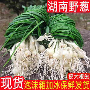 湖南野葱新鲜野菜现挖小根蒜胡葱野生葱百香葱苦藠头薤白种苗 包邮