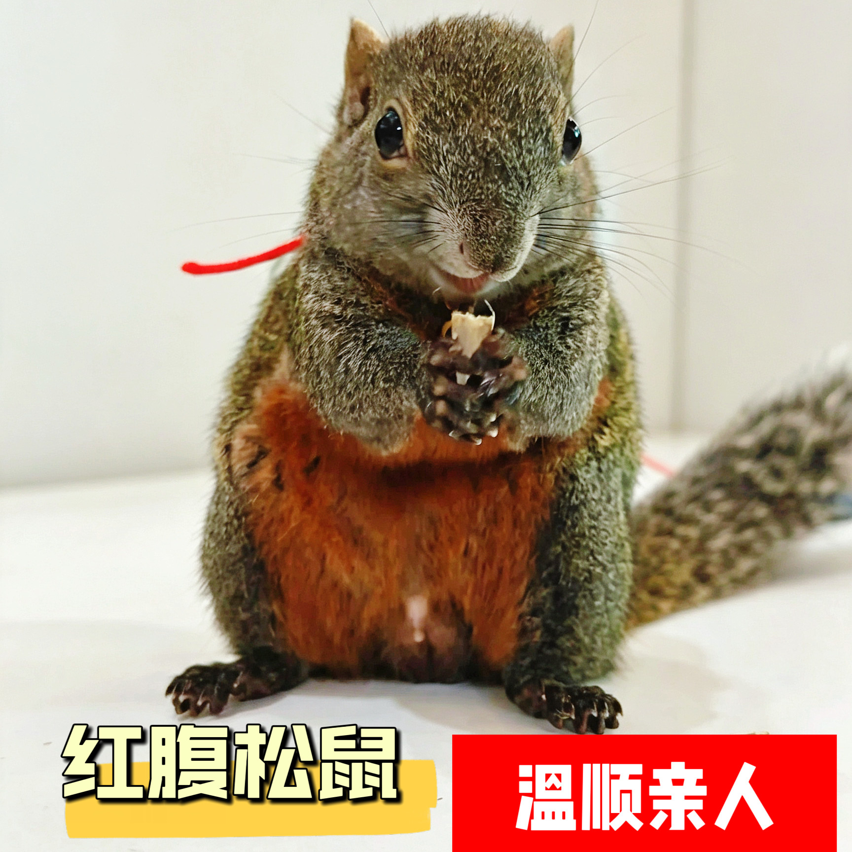 红腹松鼠魔王松鼠幼崽活物可爱粉仿真/动物玩偶