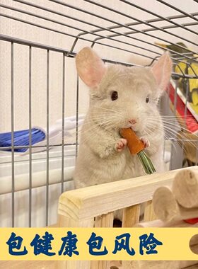 家养长毛龙猫活物萌宠送笼子长毛小龙猫活体宠物幼崽视频挑选宝宝
